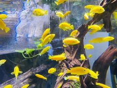 -迪拜水族馆及水下动物园