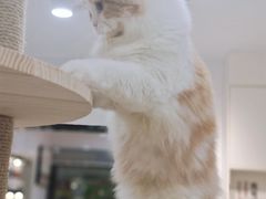 -喵园·猫主题咖啡厅·撸猫·猫咖(国贸店)