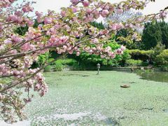 景点-嘉定紫藤园