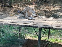 -大连森林动物园