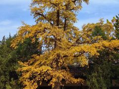 -苏州文庙(姑苏区)