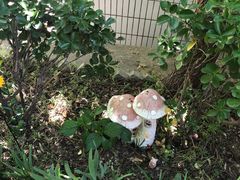 -风车面包