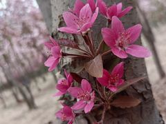 -东方豪客牛排意面披萨(金凤万达店)