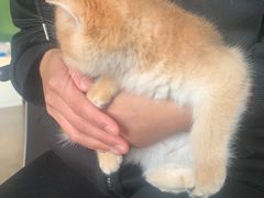 -东方名猫馆·英短金渐层布偶猫舍(环线广场1号楼店)