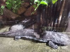 -青青世界