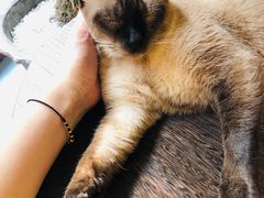 -猫友咖啡店(玉林西路店)