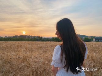 杭州滨江的麦田，在夕阳下奔跑吧