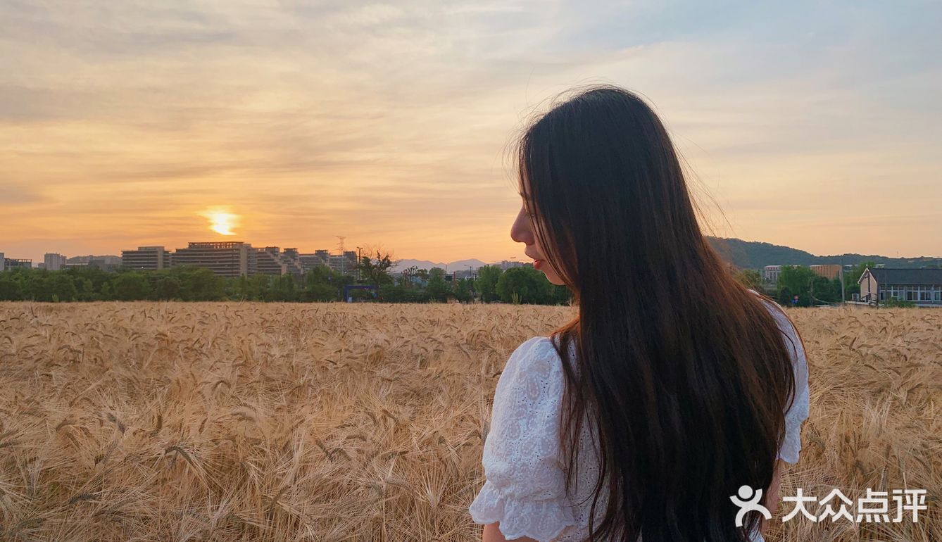 杭州滨江的麦田,在夕阳下奔跑吧