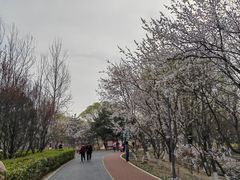 -大兴滨河森林公园