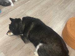 -柴迷FANS CLUB·柴犬狗咖·猫咖