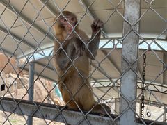 -西霞口神雕山野生动物世界