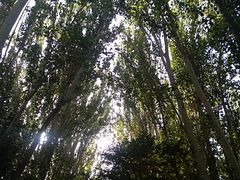 -艾提尕尔清真寺