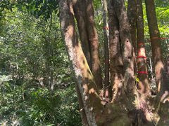 -七仙岭温泉国家森林公园