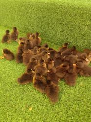 -萌宠亲子动物乐园(槐房万达店)