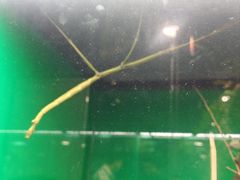 -上海大自然野生昆虫馆(东方明珠·爬宠昆虫探索中心)