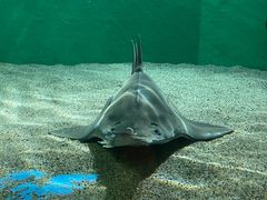 -上海海洋水族馆