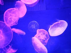 -皇家极地海洋世界-售票处