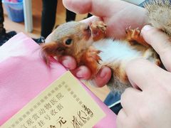 -北京观赏动物医院·24小时大型综合·猫专科·异宠专科