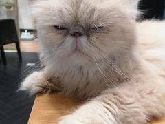 -猫色咖啡·猫咖