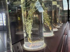 -广东中医药博物馆