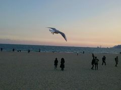 -海云台海滩