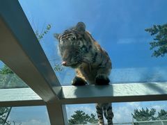 -西霞口神雕山野生动物世界