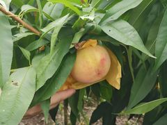 -南汇水蜜桃采摘(大团店)