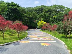 -广州市帽峰山景区
