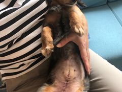 -爱妮康宠物医院·干细胞免疫细胞·肿瘤·心脏(张江店)