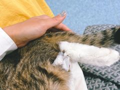 -北京赛佳动物医院