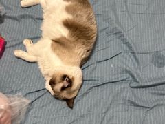 -纳吉亚猫专科动物诊疗中心(蒋宅口分院)