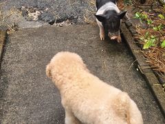 -小小饭店·休闲农庄·安吉松树林里的农家菜