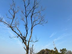 -紫金山山顶公园