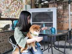 -柴犬高等学院·狗咖·柴犬售卖·宠物训练