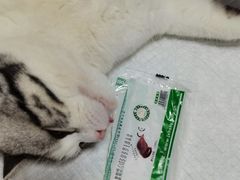 -灵美宠物诊所