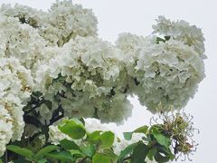 -大龙山(地铁站)