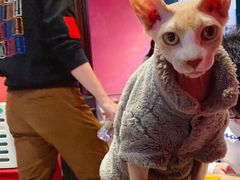 -猫色咖啡·猫咖