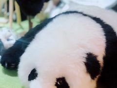 -轩客会(熊猫书店)