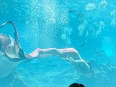 -海棠湾洲际-涛·海底餐厅·美人鱼·自助餐·海底隧道