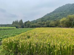 -八卦田遗址公园
