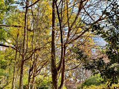 -徐家汇源景区-衡山公园