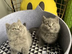 -喵zoo家庭繁育猫舍(尖东智能花园店)