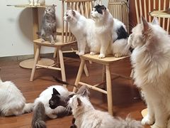 -楼上猫咖(罗湖店)
