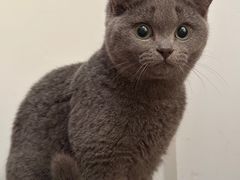 -暖阳宠物医院·犬猫康复中心·骨科