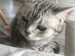 -海边的猫和咖啡馆