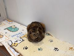 -是阿柴呀！柴犬咖啡·爱喵喵猫咖