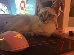 -喜多萌中农锦绣动物医院24H·猫科·牙科MRI·CT