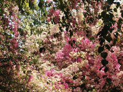 -深圳国际园林花卉博览园