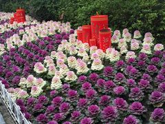 -西湖外事游船(花港观鱼码头)