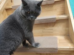 -猫在这儿猫咪咖啡馆·撸猫馆
